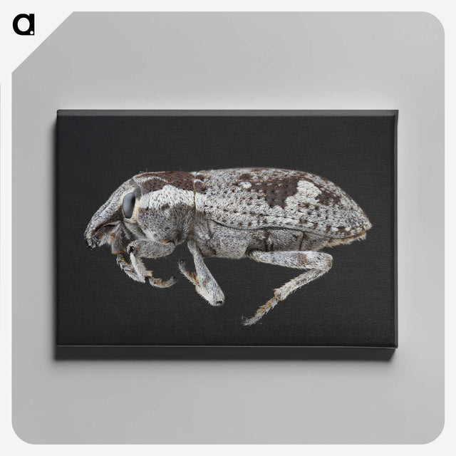 2-20_Insects-Unlocked-Project_canvas