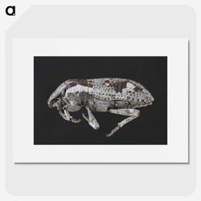 2-20_Insects-Unlocked-Project_picture