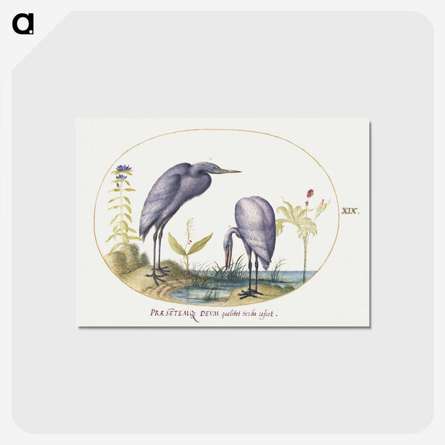 2-20_Joris-Hoefnagel_postcard
