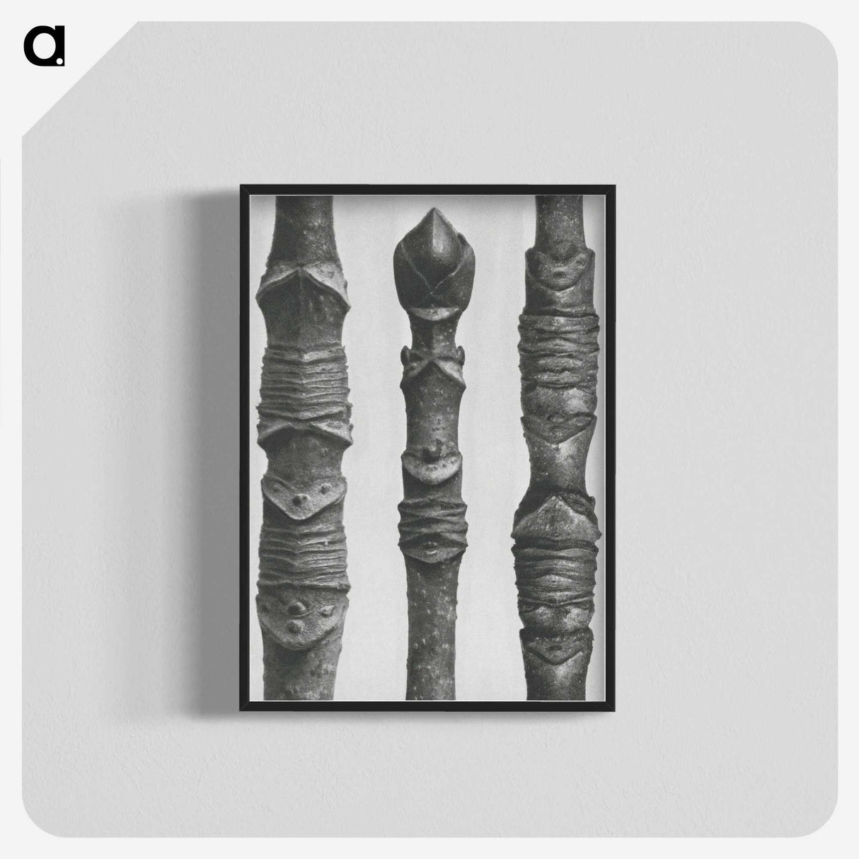 2-20_Karl-Blossfeldt_blk-crop
