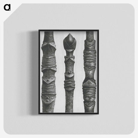 2-20_Karl-Blossfeldt_blk-crop