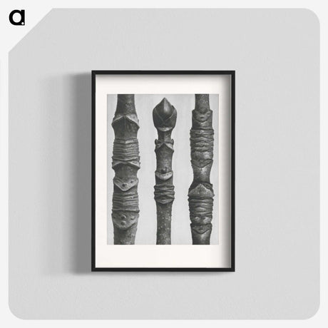 2-20_Karl-Blossfeldt_blk