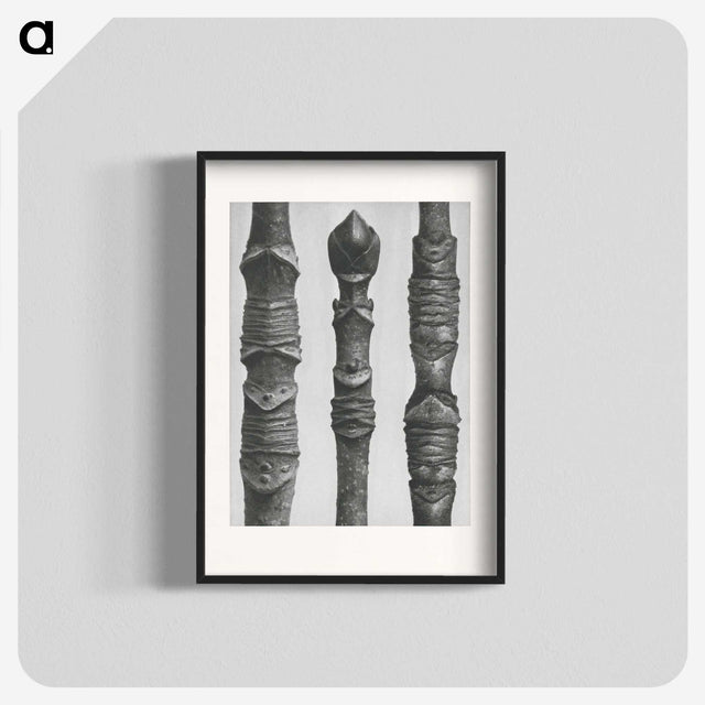 2-20_Karl-Blossfeldt_blk