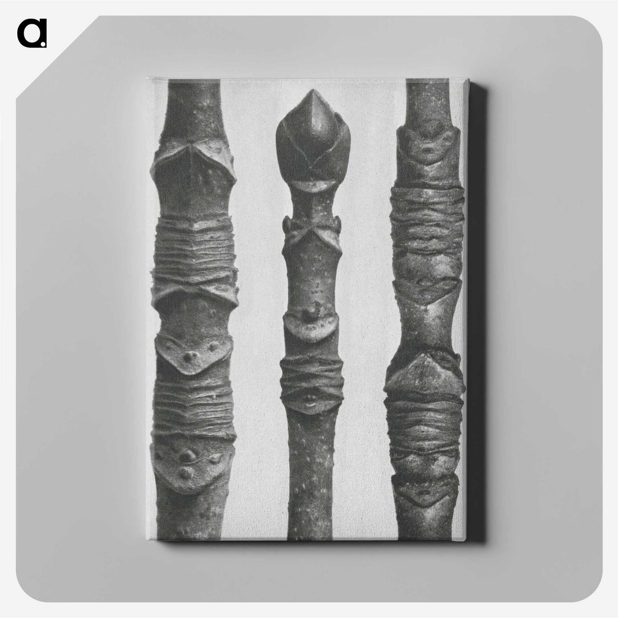 2-20_Karl-Blossfeldt_canvas