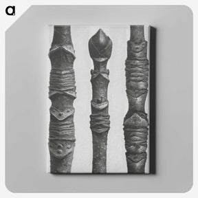2-20_Karl-Blossfeldt_canvas