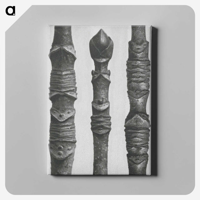 2-20_Karl-Blossfeldt_canvas