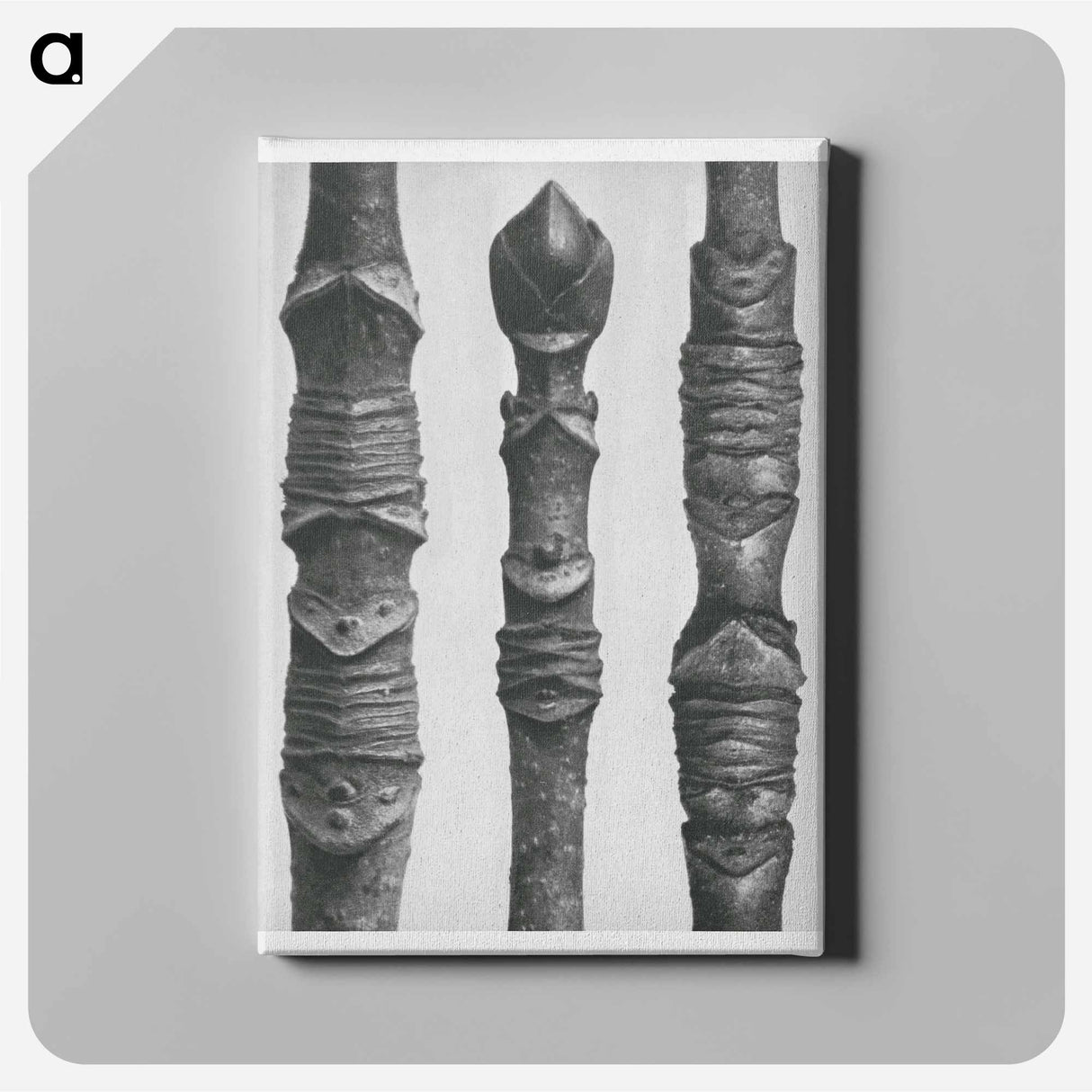 Acer Stems - Karl Blossfeldt Canvas.