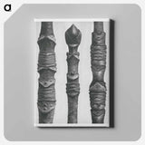 Acer Stems - Karl Blossfeldt Canvas.