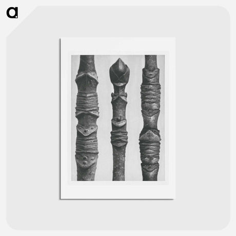 アートポストカード-Acer Stems - カール ブロスフェルト Postcard.