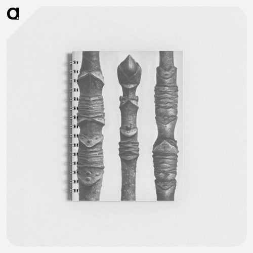 Acer Stems - カール ブロスフェルト Memo.