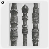 2-20_Karl-Blossfeldt_picture-crop