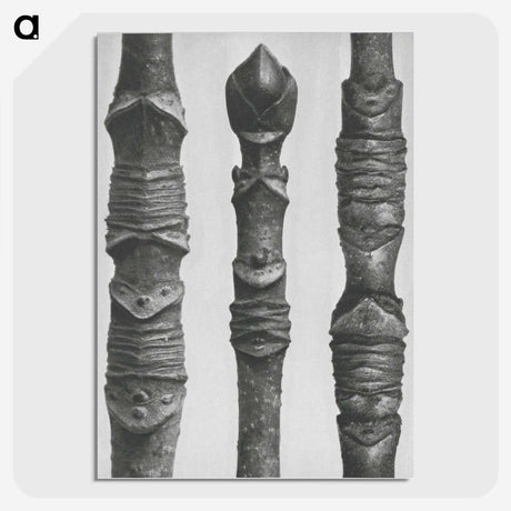 2-20_Karl-Blossfeldt_picture-crop
