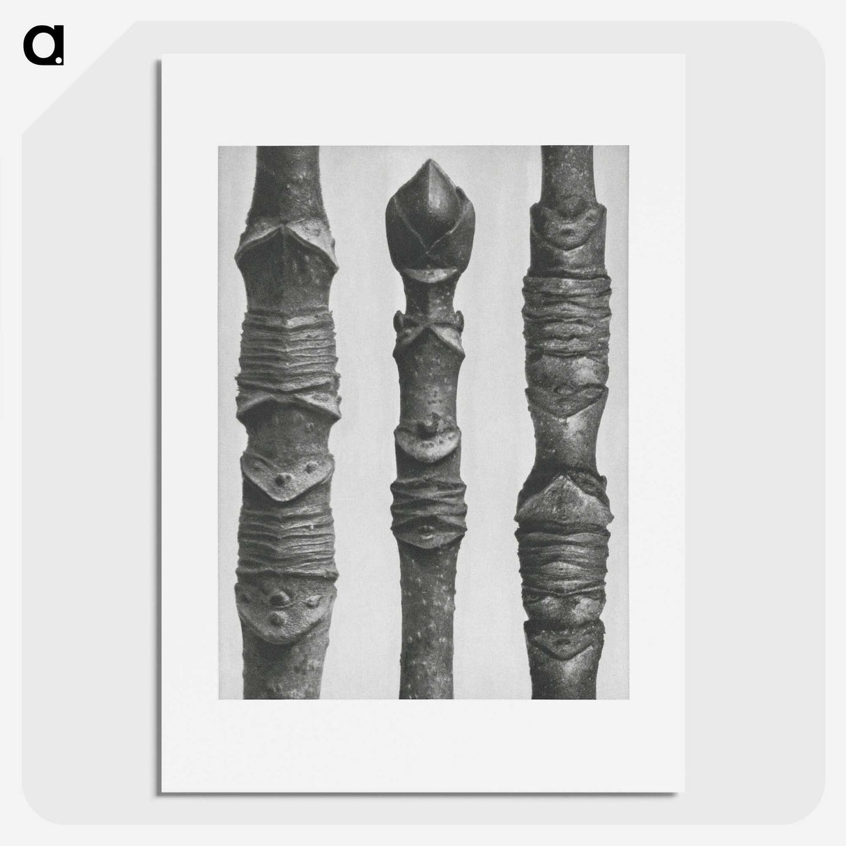 2-20_Karl-Blossfeldt_picture