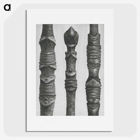 2-20_Karl-Blossfeldt_picture