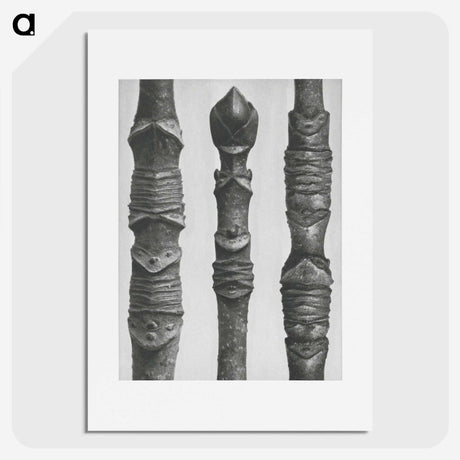 2-20_Karl-Blossfeldt_picture