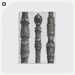 2-20_Karl-Blossfeldt_postcard