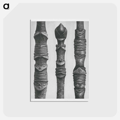 アートポストカード-Acer Stems - カール ブロスフェルト Postcard.