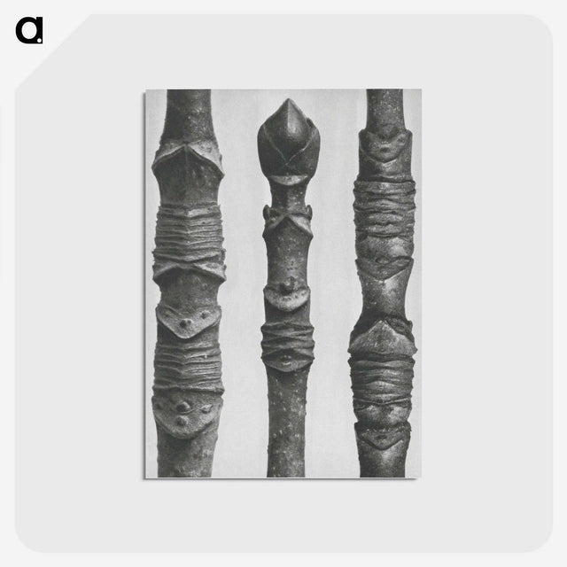 2-20_Karl-Blossfeldt_postcard