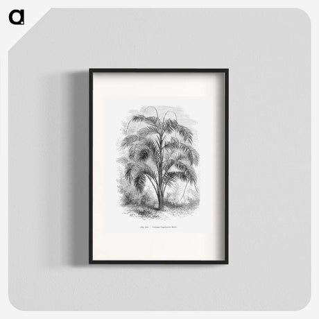 2-20_Les-Palmiers-Histoire-Iconographique_blk