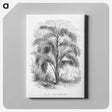 2-20_Les-Palmiers-Histoire-Iconographique_canvas