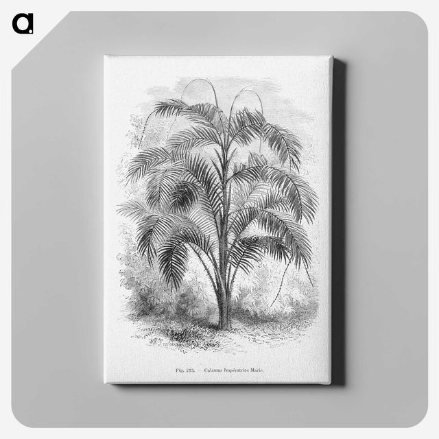 2-20_Les-Palmiers-Histoire-Iconographique_canvas