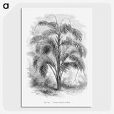 2-20_Les-Palmiers-Histoire-Iconographique_picture-crop