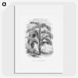 2-20_Les-Palmiers-Histoire-Iconographique_picture