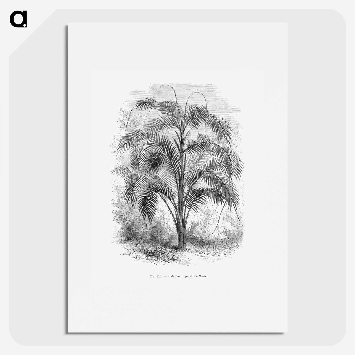 2-20_Les-Palmiers-Histoire-Iconographique_picture