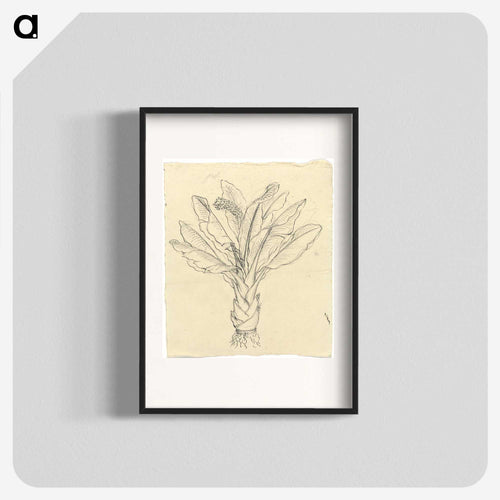 Ensete Ventricosum
 - ルイージ バルガーニ Poster.