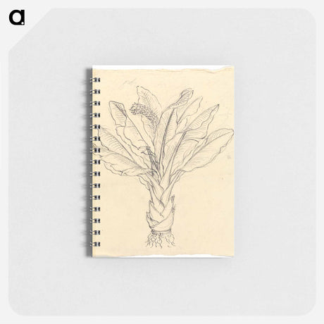 アートメモ帳-Ensete Ventricosum
 - ルイージ バルガーニ Memo.