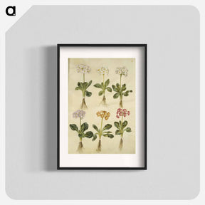 アートポスター-Primula ×pubescens
 - マリア ジビーラ メーリアン Poster.