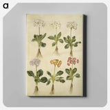 アートパネル-Primula ×pubescens
 - マリア ジビーラ メーリアン Canvas.