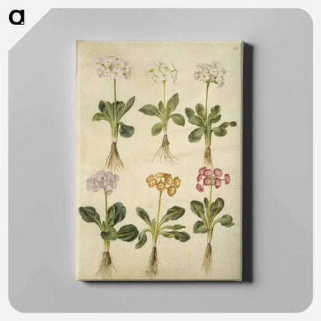 アートパネル-Primula ×pubescens
 - マリア ジビーラ メーリアン Canvas.
