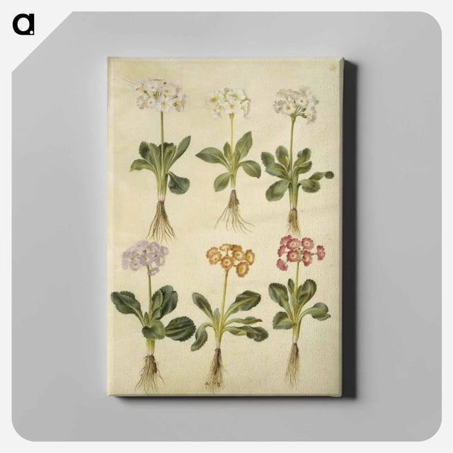アートパネル-Primula ×pubescens
 - マリア ジビーラ メーリアン Canvas.