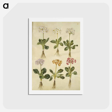 アートポストカード-Primula ×pubescens
 - マリア ジビーラ メーリアン Postcard.