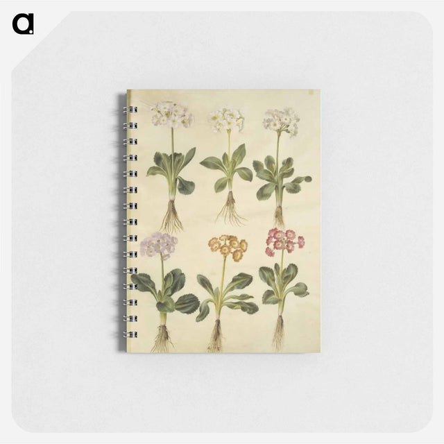 アートメモ帳-Primula ×pubescens
 - マリア ジビーラ メーリアン Memo.