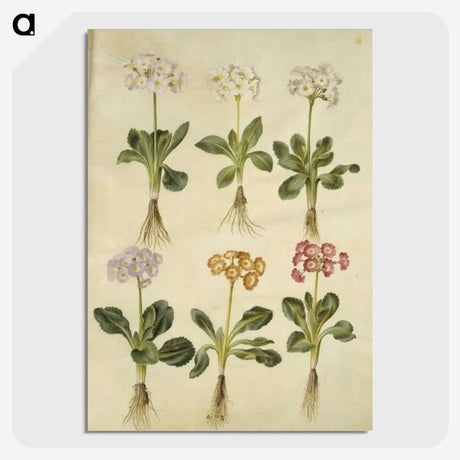 2-20_Maria-Sibylla-Merian_picture-crop