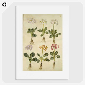 2-20_Maria-Sibylla-Merian_picture