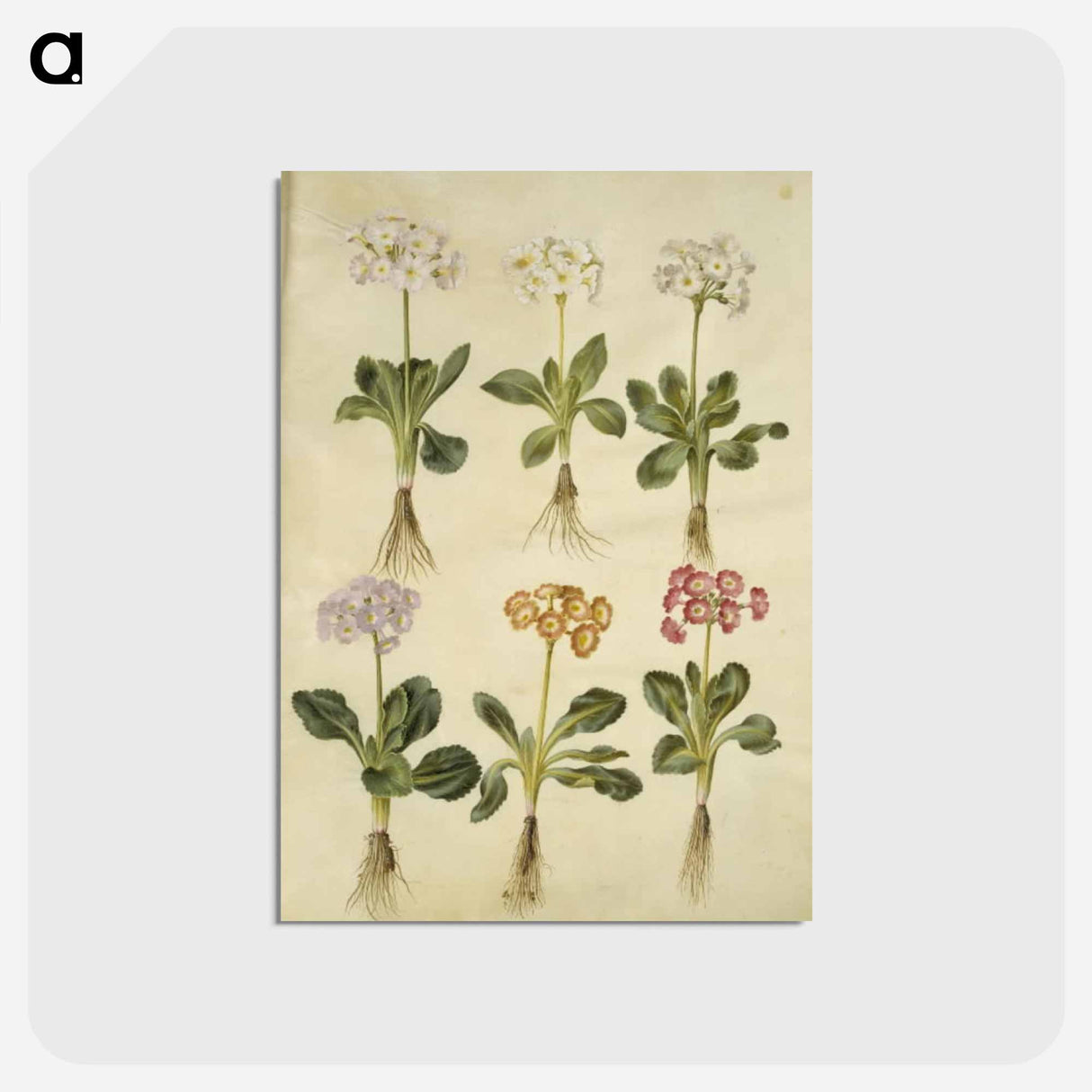 アートポストカード-Primula ×pubescens
 - マリア ジビーラ メーリアン Postcard.