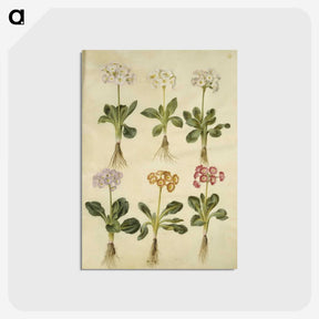 2-20_Maria-Sibylla-Merian_postcard
