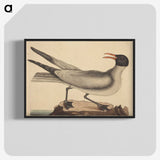 2-20_Mark-Catesby_blk-crop