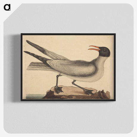 2-20_Mark-Catesby_blk-crop