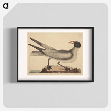 The Laughing Gull
 - マーク ケイツビー Poster.