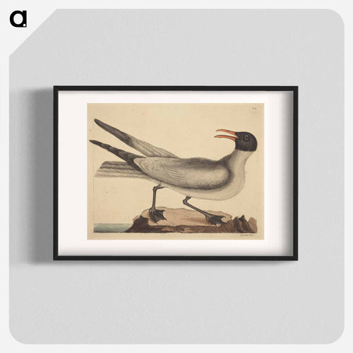 The Laughing Gull
 - マーク ケイツビー Poster.