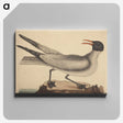 2-20_Mark-Catesby_canvas