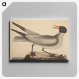 2-20_Mark-Catesby_canvas