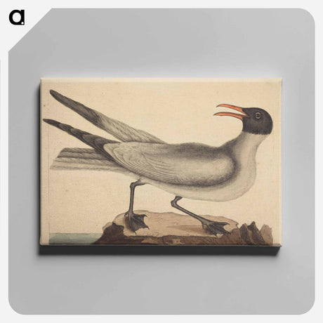 アートパネル-The Laughing Gull
 - マーク ケイツビー Canvas.