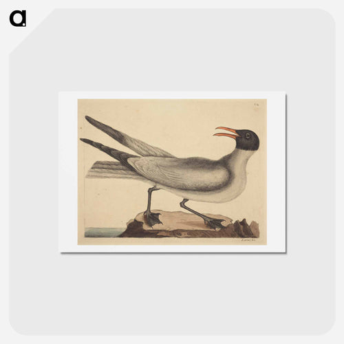 The Laughing Gull
 - Mark Catesby Postcard.