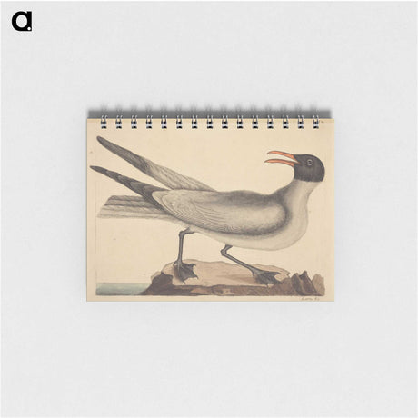 2-20_Mark-Catesby_memo