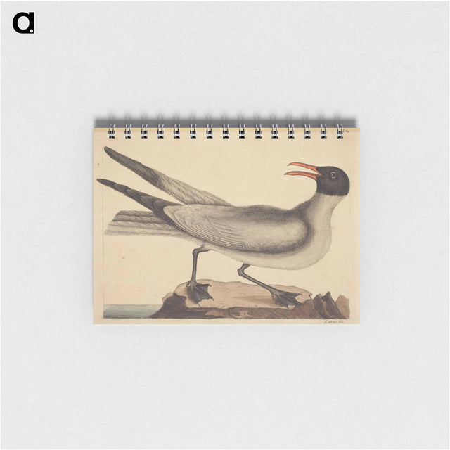 アートメモ帳-The Laughing Gull
 - マーク ケイツビー Memo.
